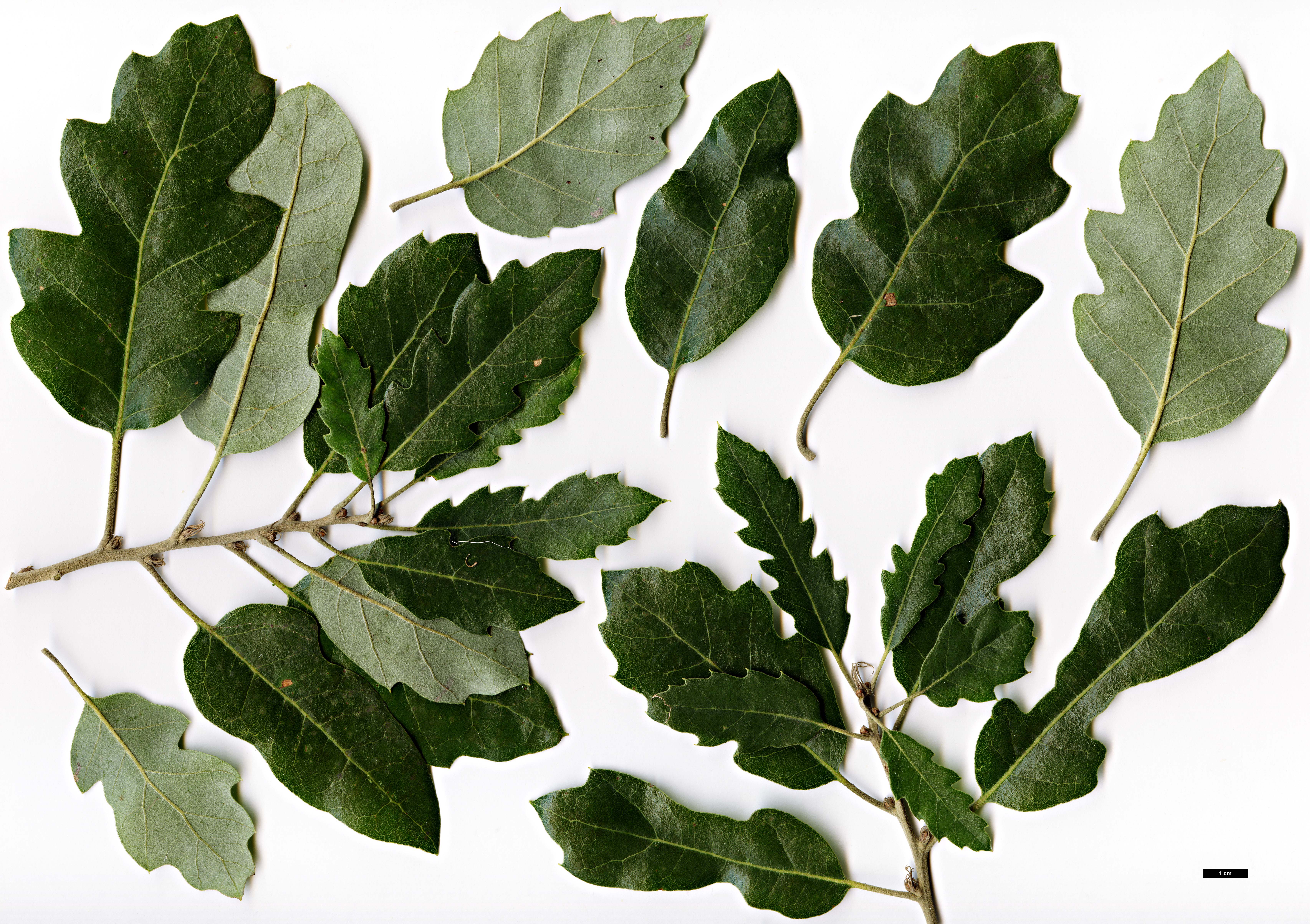 High resolution image: Family: Fagaceae - Genus: Quercus - Taxon: ×hispanica - SpeciesSub: 'Heterophylla' (Q.cerris × Q.suber)